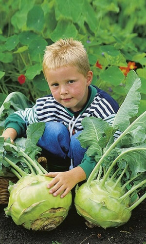 Капуста кольраби Гигант (УД) 0,25 гр цв.п.