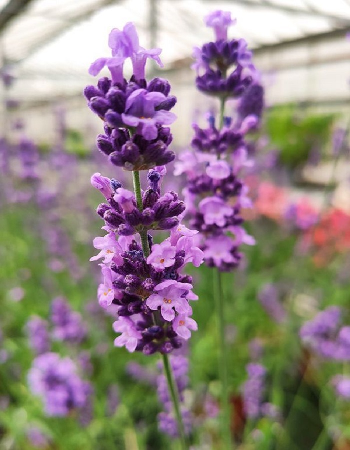 

Лаванда узколистная Лавли Скай Блу 1 шт Р9