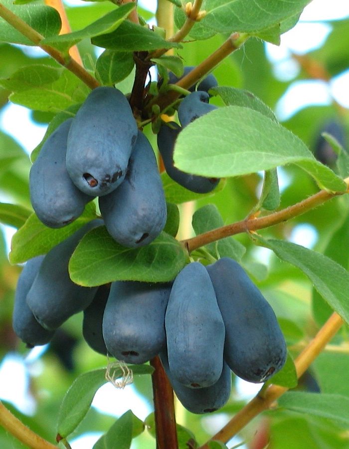 

Жимолость съедобная Пташка