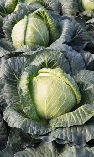 Капуста белокочанная Скороспелая (УД) 0,3 гр цв.п.