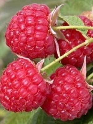 

Малина бесшипая Патриция 1 шт ОКС