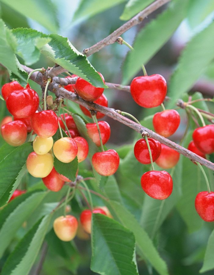 

Черешня Красная горка