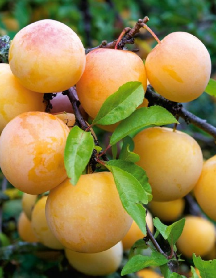 

Слива Белоснежка (Уральская серебристая)