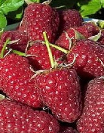 

Малина ремонтантная Атлант (Rubus idaeus) 1 шт ОКС