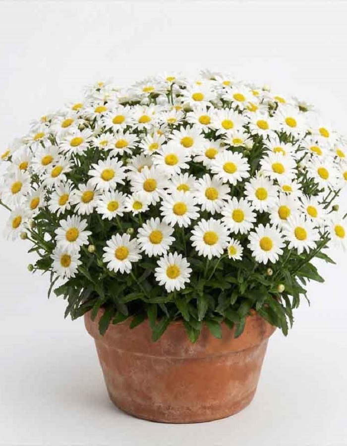 Нивяник Серебрянная принцесса ASF 1 шт Р9 399₽