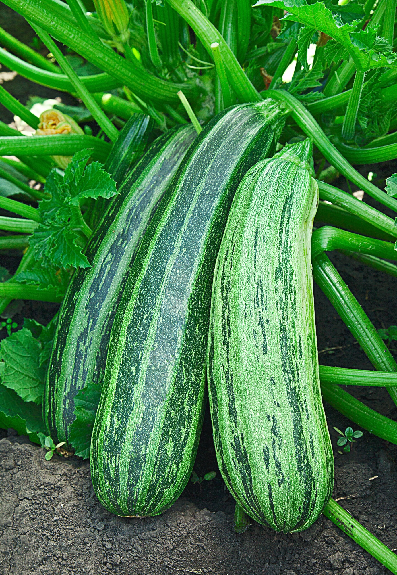 

Кабачок Цукини Зебра 1 гр б.п