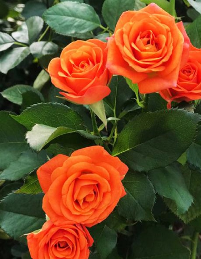 Роза миниатюрная Оранжевый 1 шт