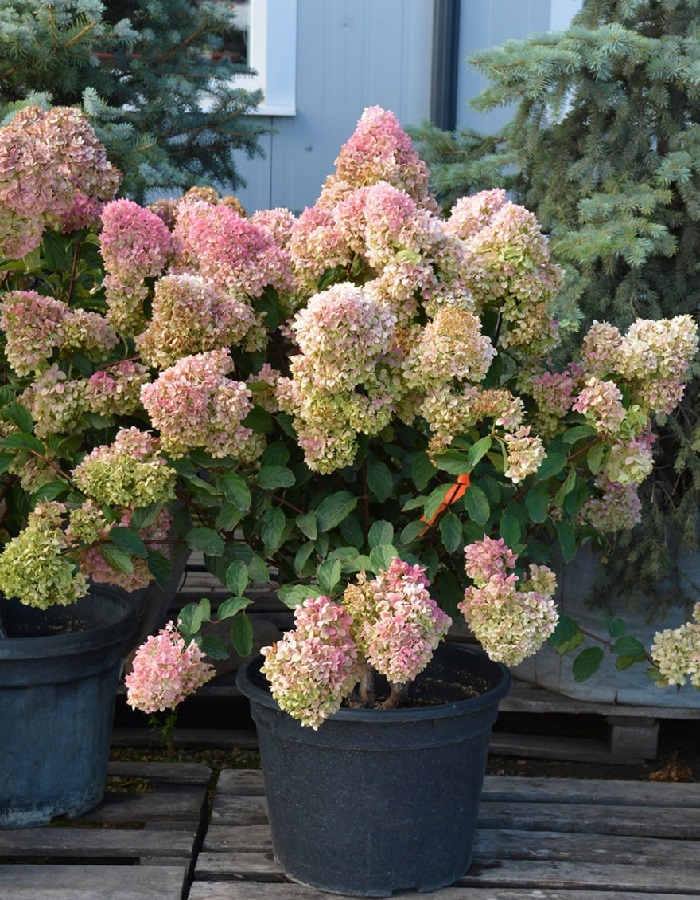 

Гортензия метельчатая Меджикал Андес ASF 1 шт Р9