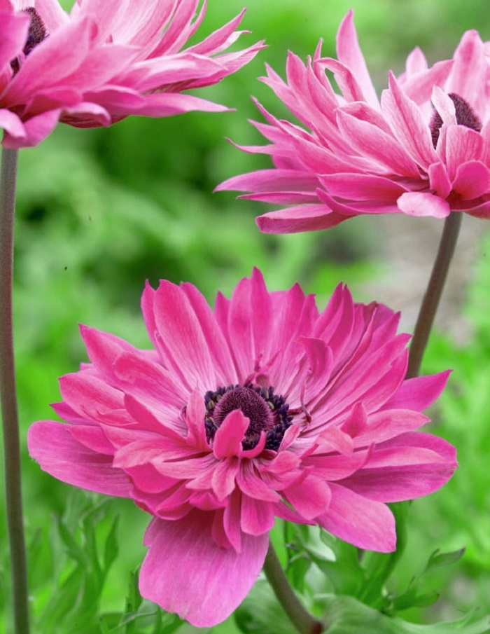 

Анемона Адмирал