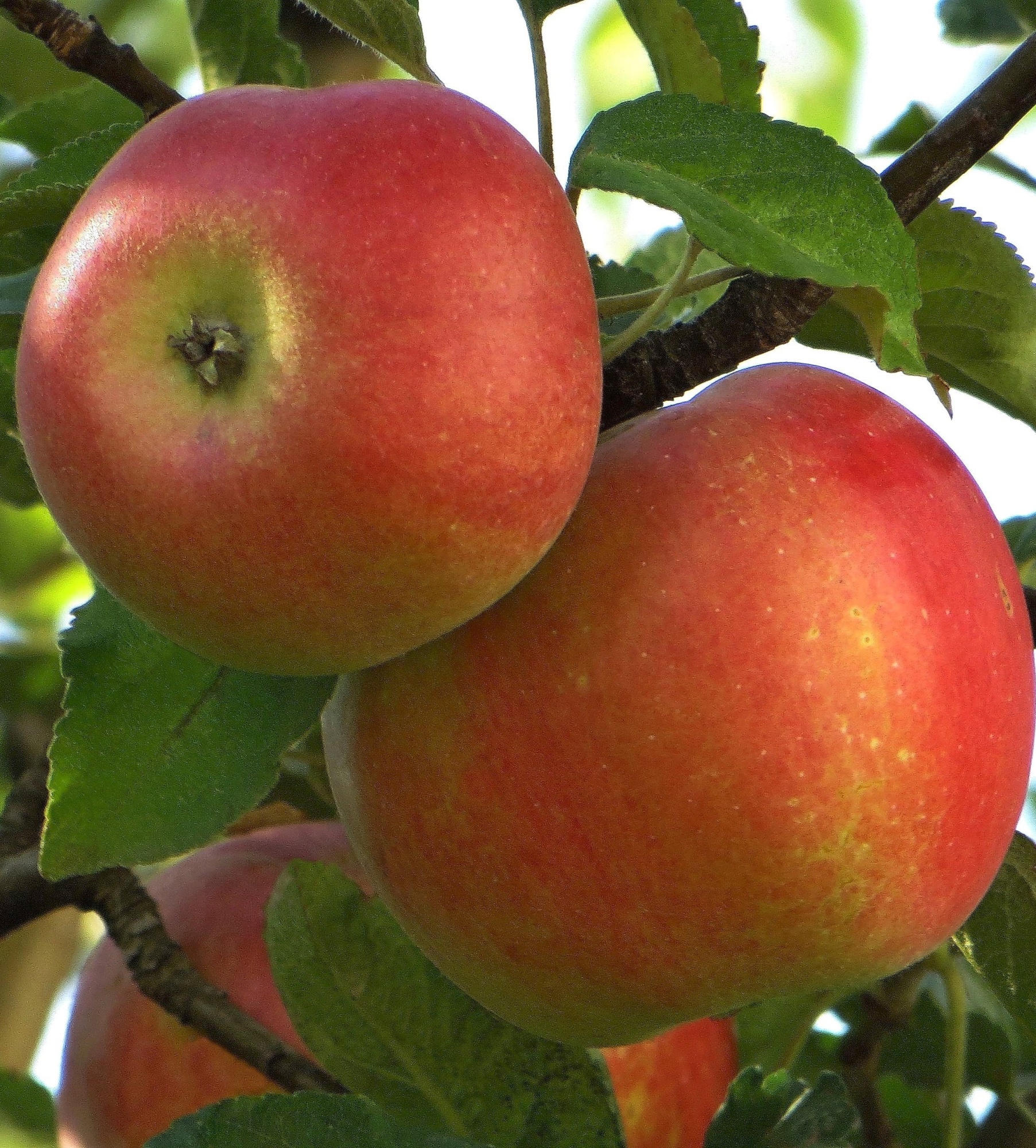 Яблоня Солнышко (3 года) 1 шт яблоня мельба 3 года 1 шт