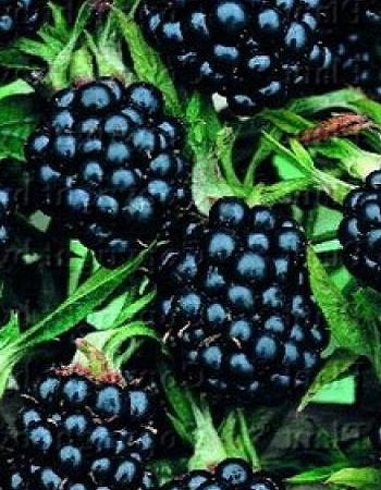 Ежевика Агавам 