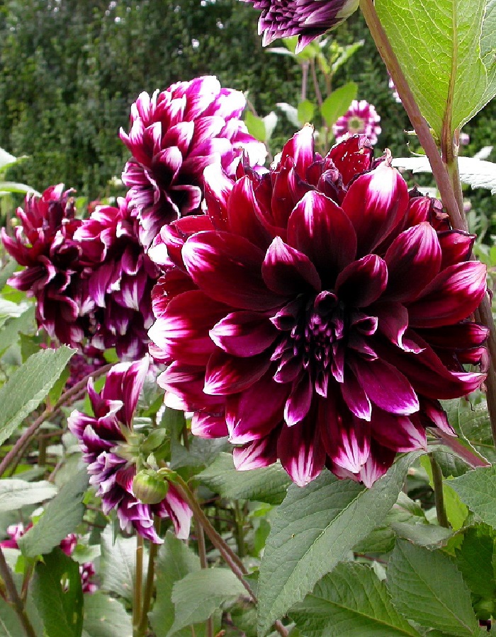 

Георгина Контраст 1шт XXL