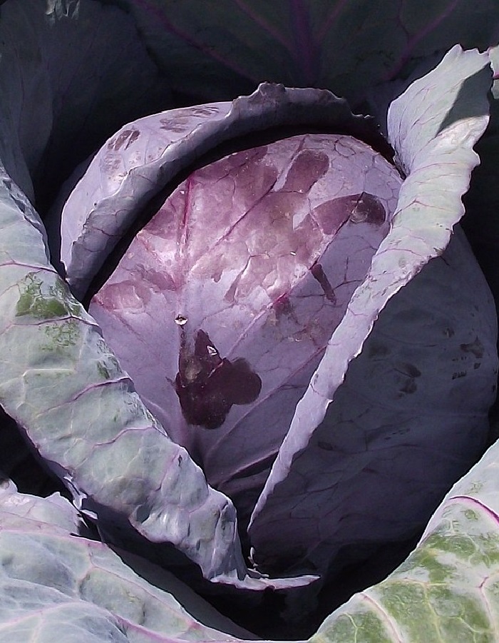 Капуста краснокочанная Победа (УД) 0,25 гр цв.п. семена капуста краснокочанная примеро f1 10 сем