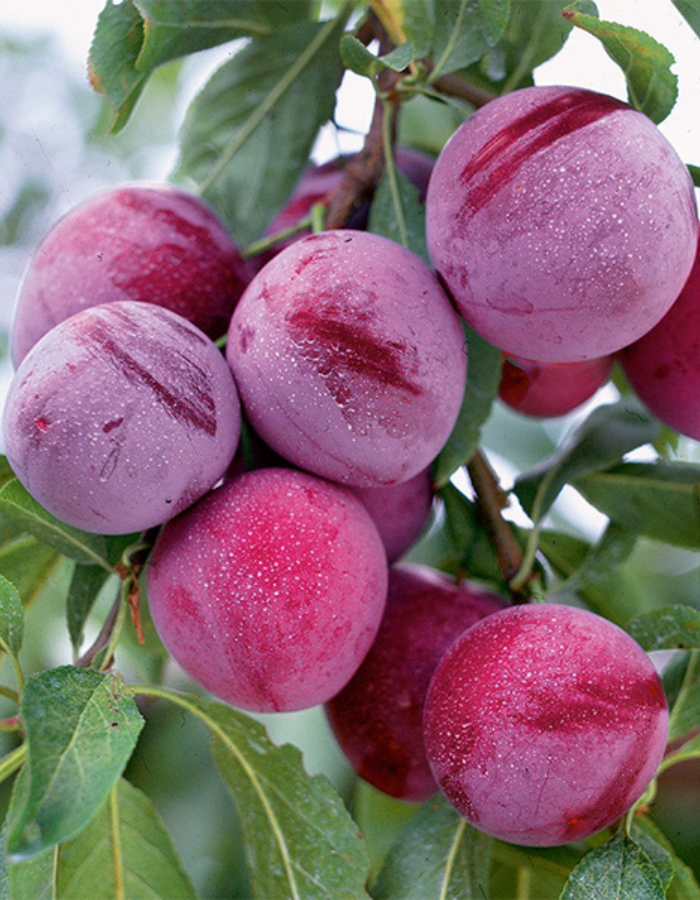 

Слива Уральские зори