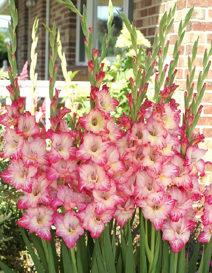 

Гладиолус Присцилла