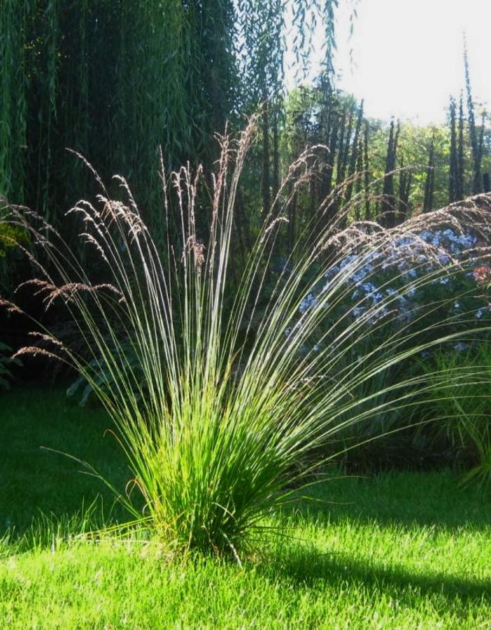 

Молиния голубая Эдит Дудзус 1 шт Р9