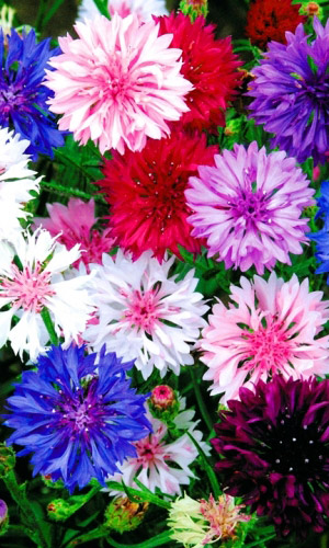 Василек Яркая смесь (УД) 0,2 гр. цв.п