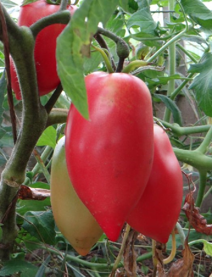 Томат Новый Кенигсберг Розовый (УД) 20шт. цв.п. семена томат перцевидный розовый 20шт
