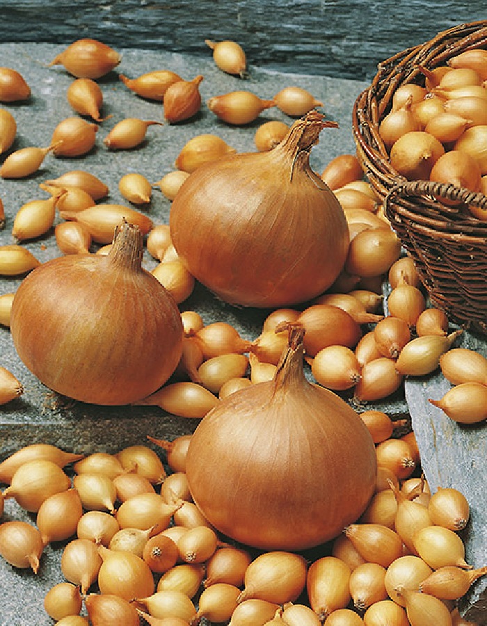 

Лук севок Стурон