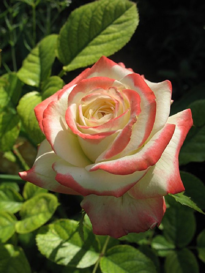 Роза чайно-гибридная Императрица Фарах 1 шт