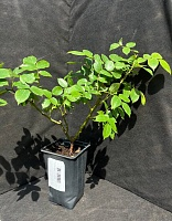 Роза кустовая Чиппендейл 