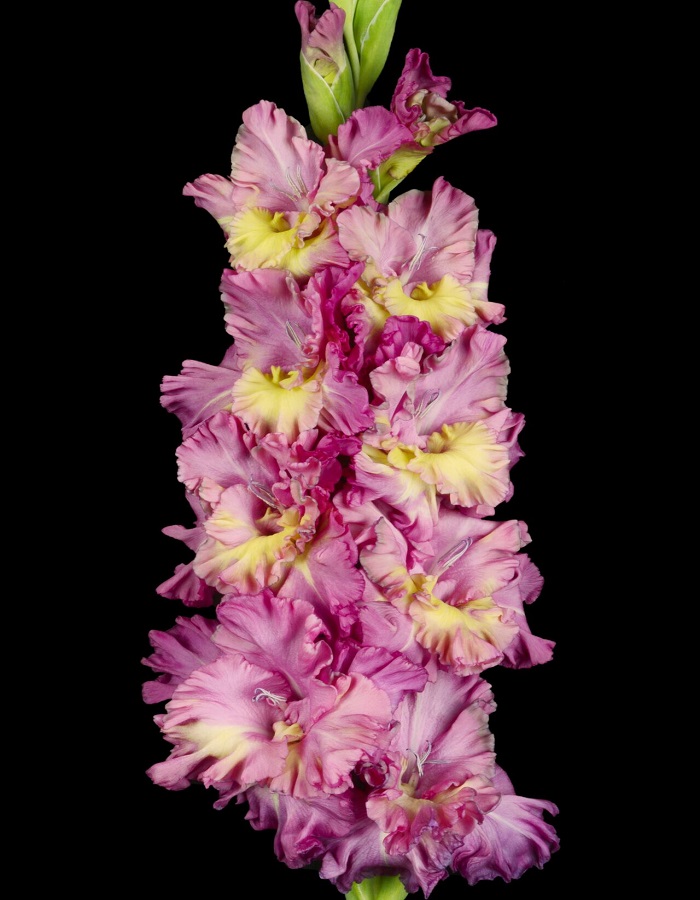 

Гладиолус Град Китеж