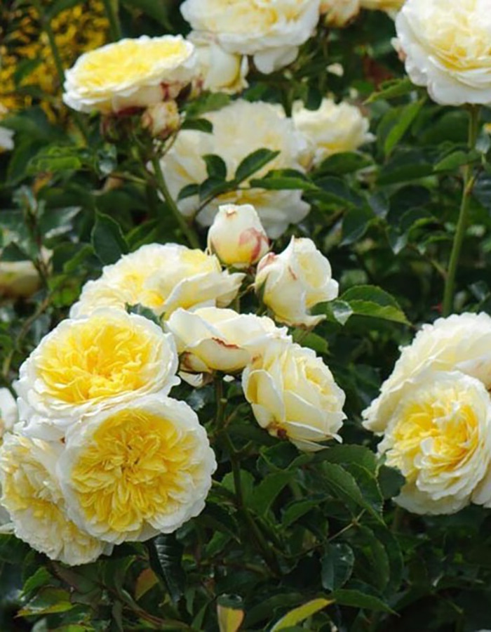 

Роза английская Беатриче