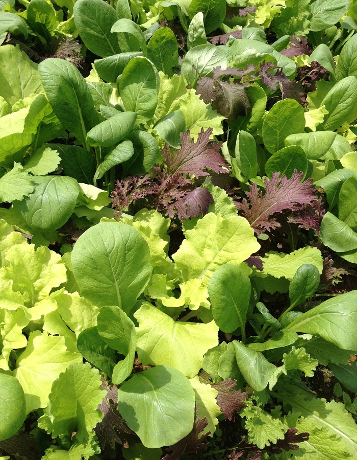 

Салат Балконная Смесь (УД) 0,3 гр цв.п