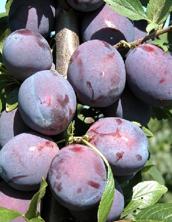 Слива Венгерка новая