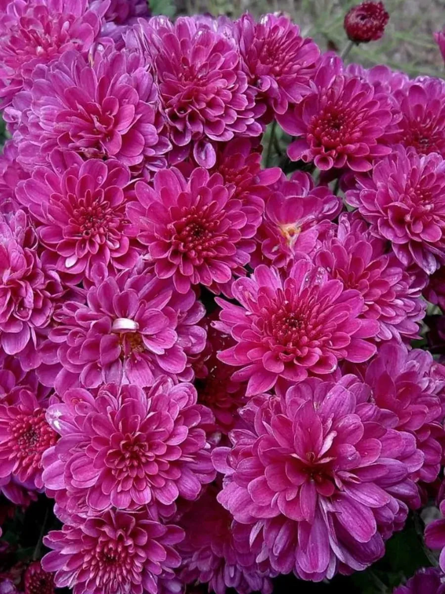 

Хризантема Мультифлора Брансаунд Пурпл ASF 1 шт Р9