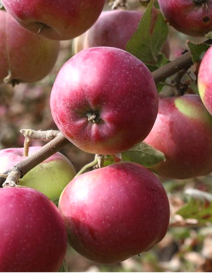 

Яблоня ВЭМ - розовый