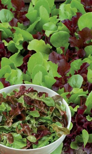 Салат Балконная Смесь (УД) 0,25 гр цв.п