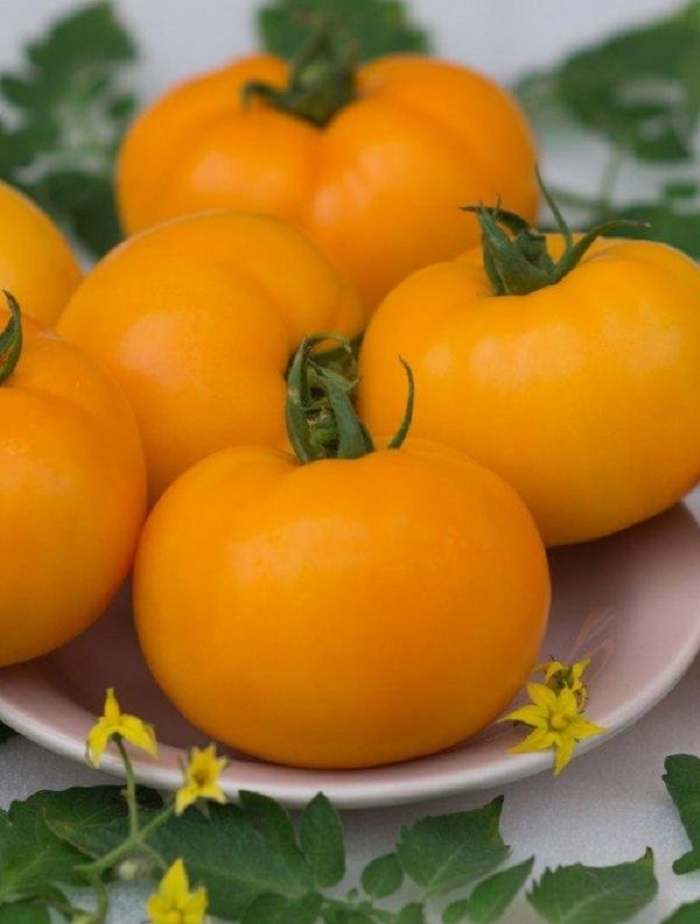 Томат Непасынкующийся Янтарный (УД) 20шт. цв.п. семена седек томат непас 8 непасынкующийся морковный