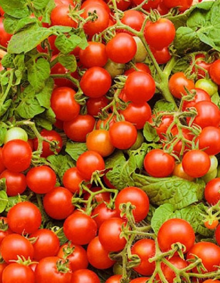 Томат Непасынкующийся (УД) 20шт. цв.п. семена томат эльдорадо 20шт