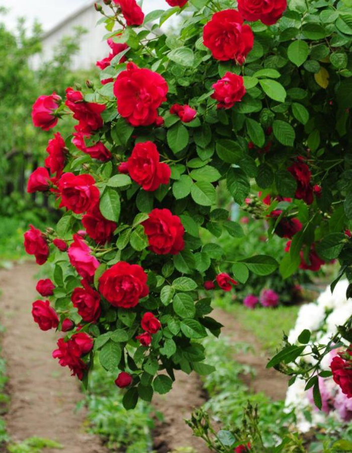 Роза плетистая Мантия Короля 1 шт, Розы, Плетистые