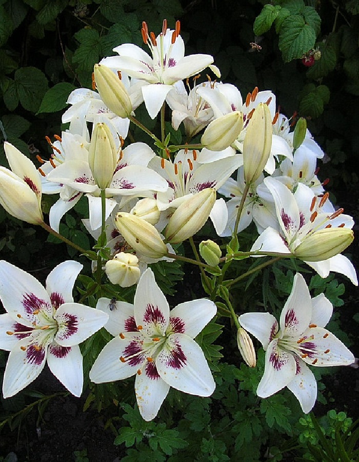 

Лилия Центерфолд