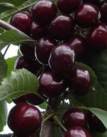 Вишне-черешневый гибрид (ВЧГ) Ночка 