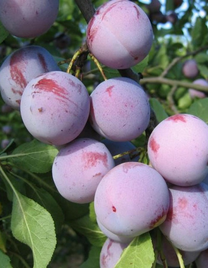 

Слива Заречная ранняя