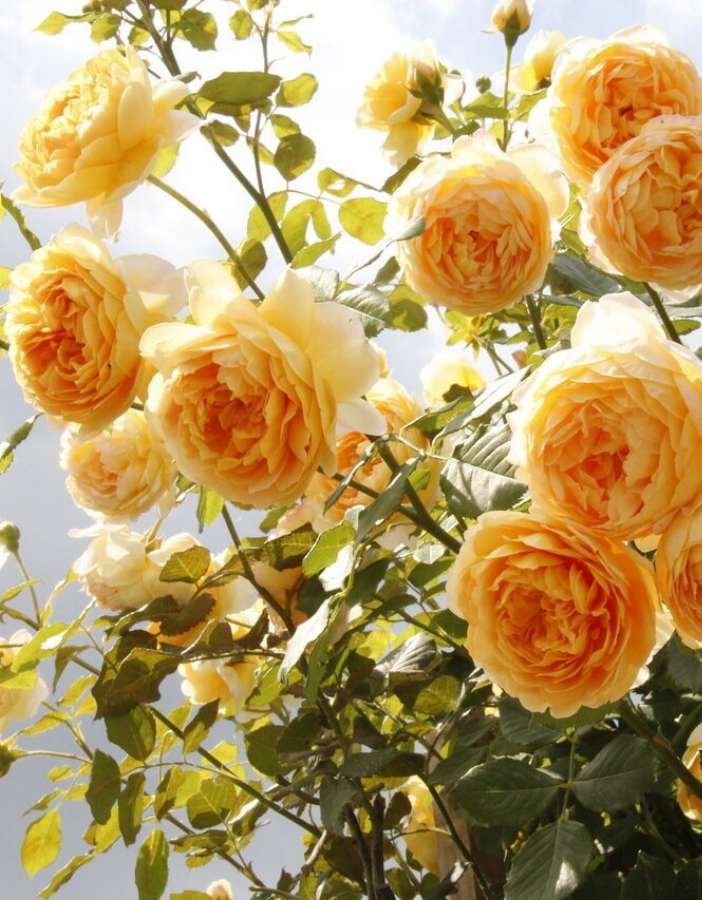 Роза английская Голден Селебрейшен 1 шт роза голден селебрейшн на штамбе 110см