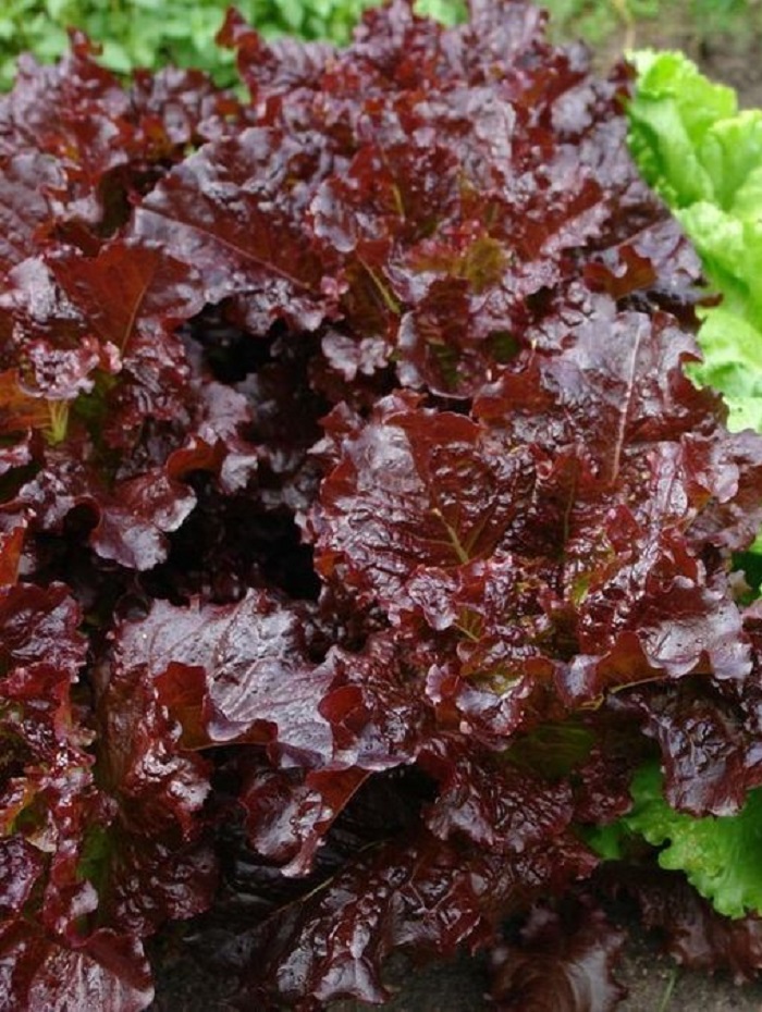 Салат Вишневая дымка (УД) 0,25 гр цв.п семена салат вишнёвая дымка