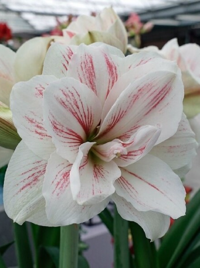 

Амариллис Акуаро 1 шт