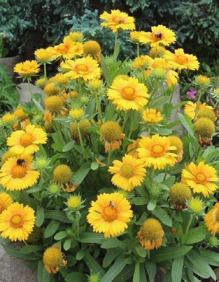 

Гайлардия Янтарь ASF 1 шт Р9