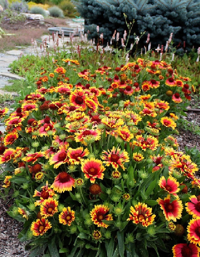 

Гайлардия Бременские Музыканты ASF 1 шт Р9