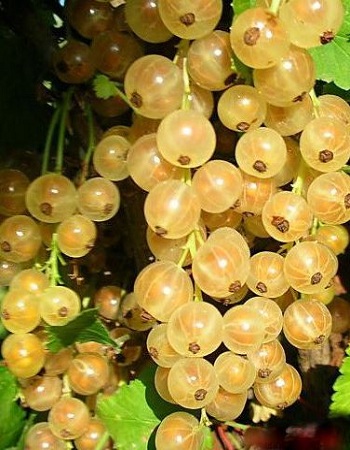 

Смородина белая Баяна