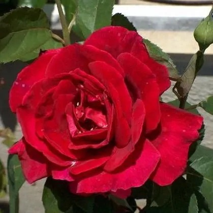 Роза плетистая Гримпан Кримсон Глори