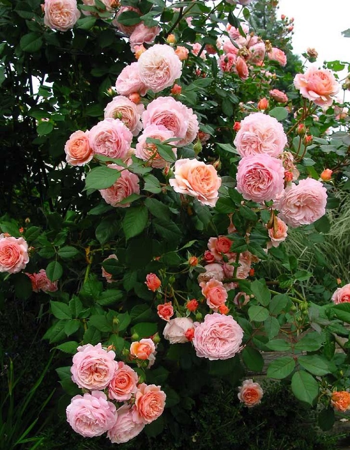 Роза английская кустовая Абрахам Дерби 1 шт