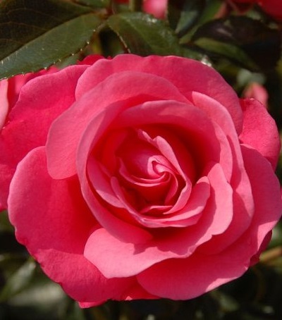 Роза почвопокровная Перл Рейн