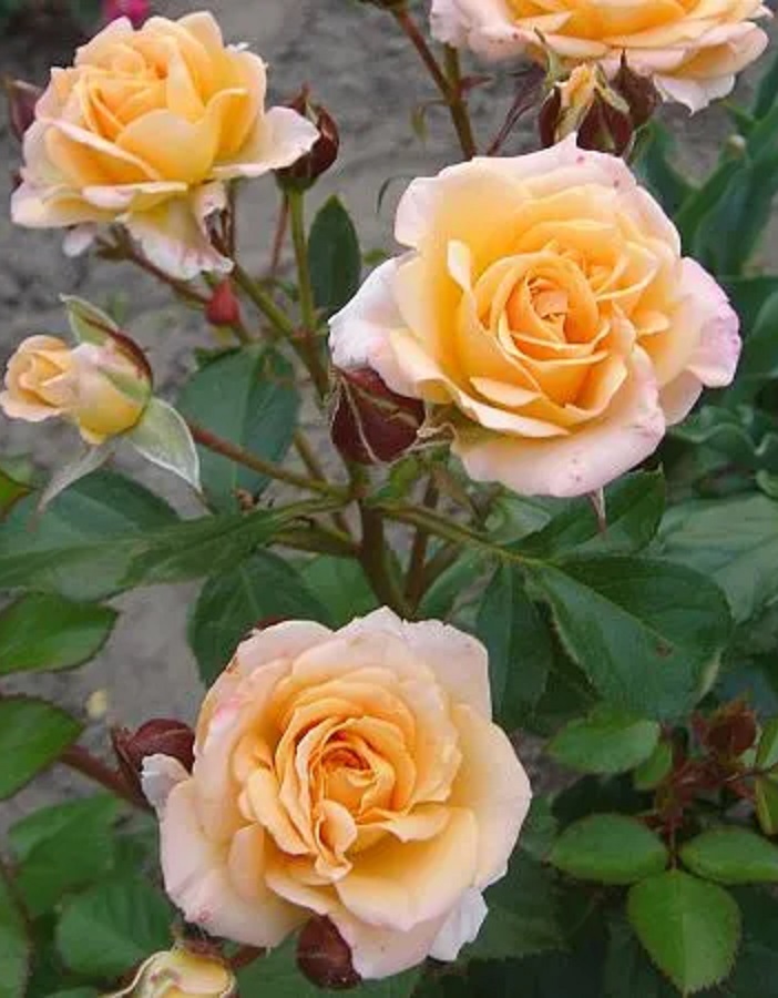 

Роза спрей Макарена