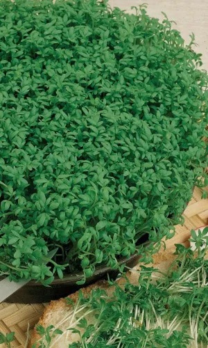 Кресс-салат Весенний (УД) 0,8 гр цв п