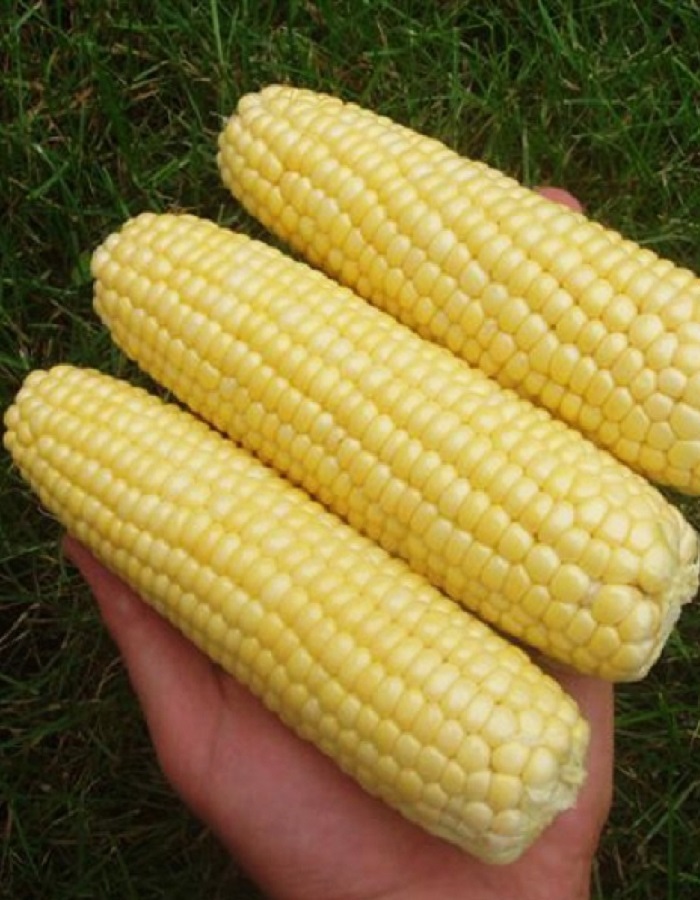 Кукуруза Леженд F1 (Clause)10шт. цв.п. - Семена овощей, Кукуруза